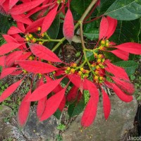 Euphorbia pulcherrima Willd. ex Klotzsch